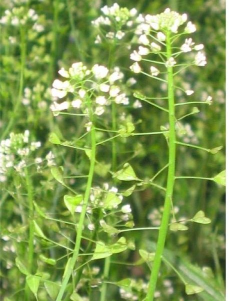 相关搜索 榆钱子 棉菜 马兰头 茅针草 荠菜花煮鸡蛋 荠菜开花 荠菜花