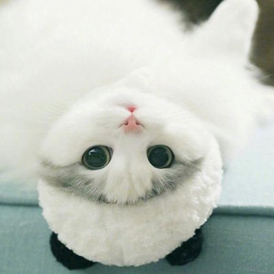 布偶 猫头像高清 最美呆萌美颜布偶猫图片