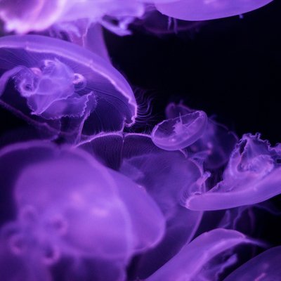 海洋 生物 浮游 水母 紫 苹果手机高清壁纸 2048