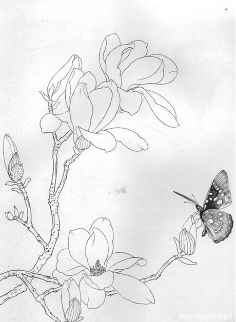 现代 工笔花鸟画白描图欣赏