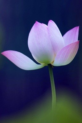 出水芙蓉 荷花,高清图片,手机锁屏桌面