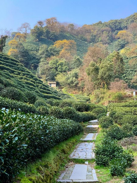 杭州狮峰