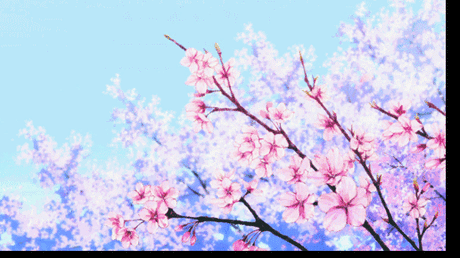 樱花动态