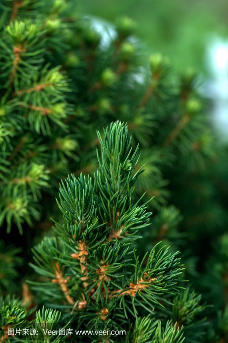 植物,plant, 植物学,botany,精子,sperm,杉树,fir, 针叶树, 松柏类