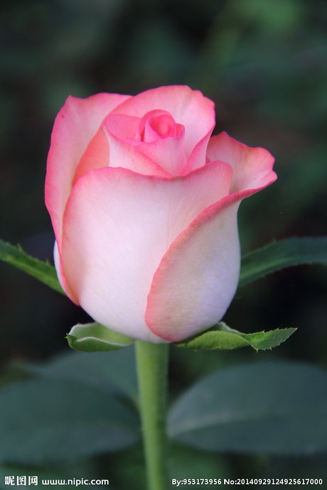 玫瑰花摄影图__花草_生物世界_摄影图库_昵图网nipic.com