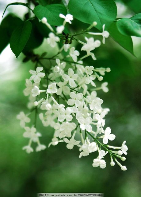 白色丁香花图片