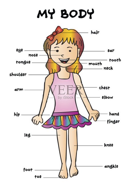 我的身体",教育信息图表为孩子们显示一个可爱的卡通女孩的人体的一