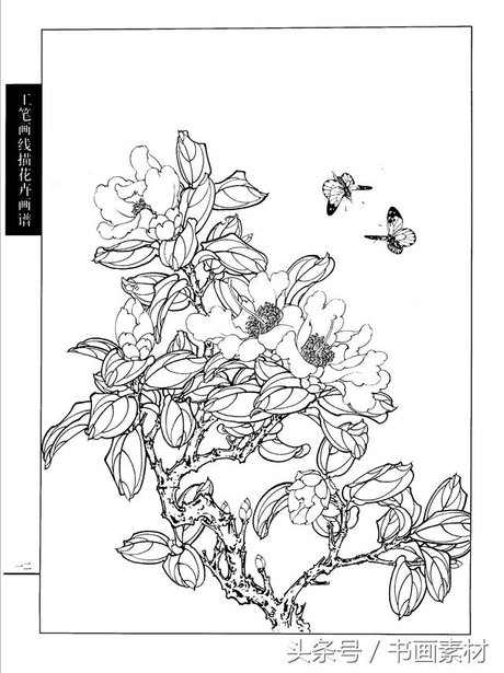 书画素材|工笔画线描花卉画谱茶花白描 勾线上