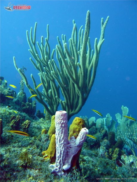 摄影图__海洋生物_生物世界_ 美丽的 珊瑚 相关搜索 珊瑚图片大全