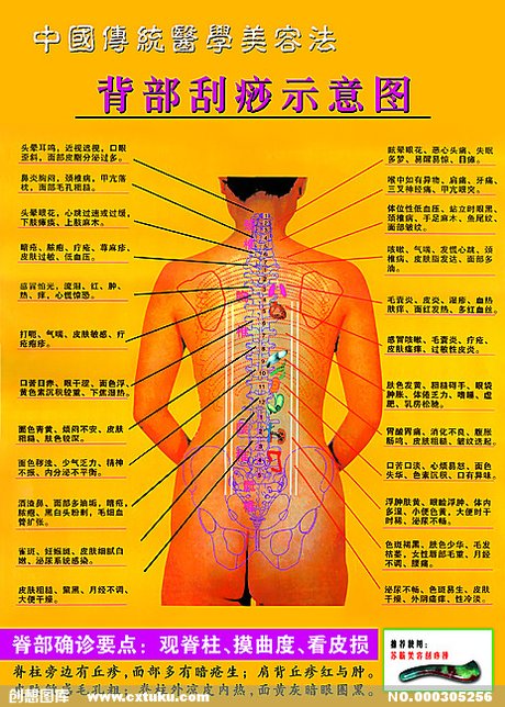 背部刮痧示意图