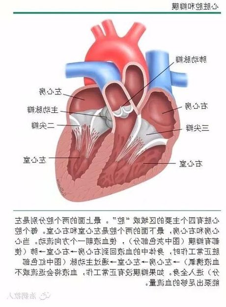 心脏瓣膜示意图 心脏瓣膜的结构图 心脏冠脉血管分布图 心脏瓣膜绝版