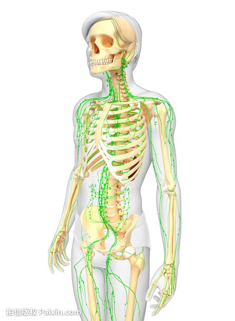 全身淋巴系统分布图_360图片