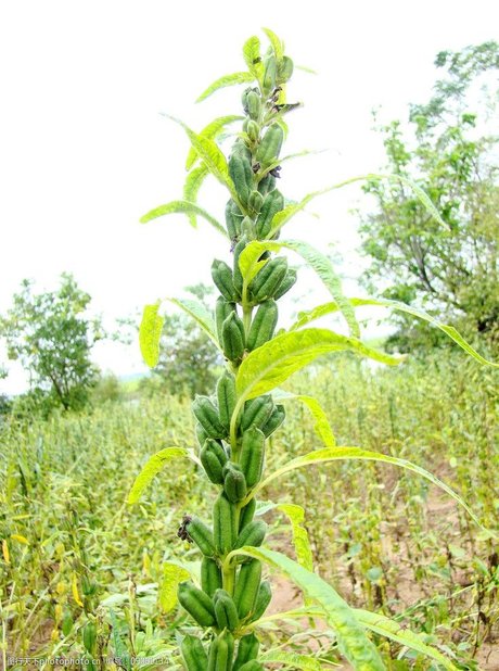 芝麻开花