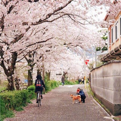 武汉大学风景图 武汉大学大门 武汉大学照片 武汉大学校园风景 武汉