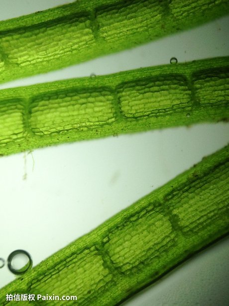 藻类植物 淡水藻类植物图片 藻类植物海带图片 单细胞藻类植物 蕨类