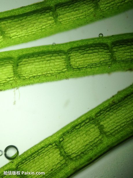 淡水藻类植物图片 藻类植物海带图片 单细胞藻类植物 蕨类植物的孢子