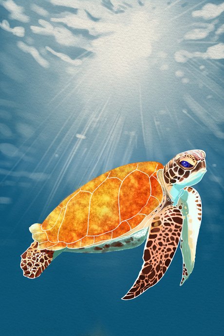 海龟漫游|插画|插画习作|hyyjoes   原创作品   站酷 (zcool)