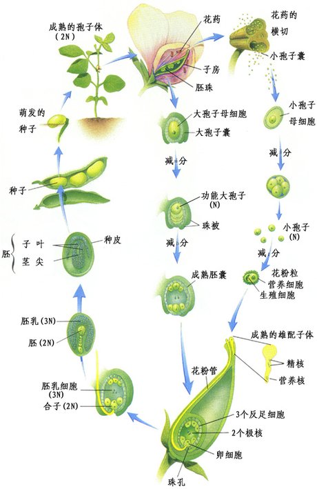相关搜索 双子叶植物茎的结构 木质部韧皮部 植物分泌细胞 植物组织
