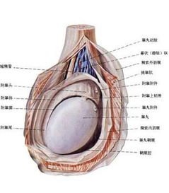 相关搜索 睾丸囊肿 左侧精索静脉曲张 精索静脉 精索静脉曲张外观