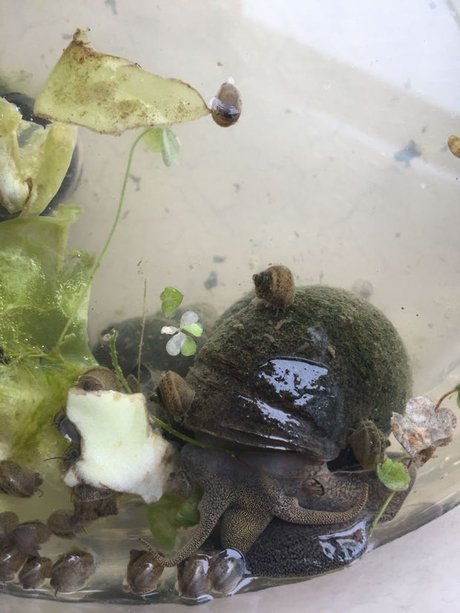 这种水蜗牛吃什么?