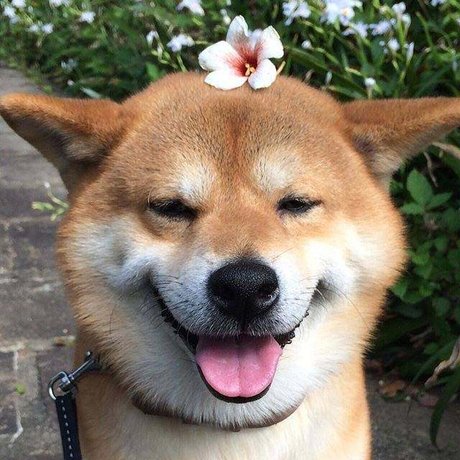 哈士奇拆家图片 分享一波微笑柴犬表情包,你们有没有搞笑的表情包分享