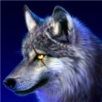狼的图片 相关搜索 狼的图片霸气头像 狼图片霸气 野狼图片大全 群狼