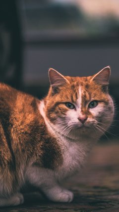 猫咪 橘猫  肥猫 宠物 苹果手机高清壁纸 1080x1