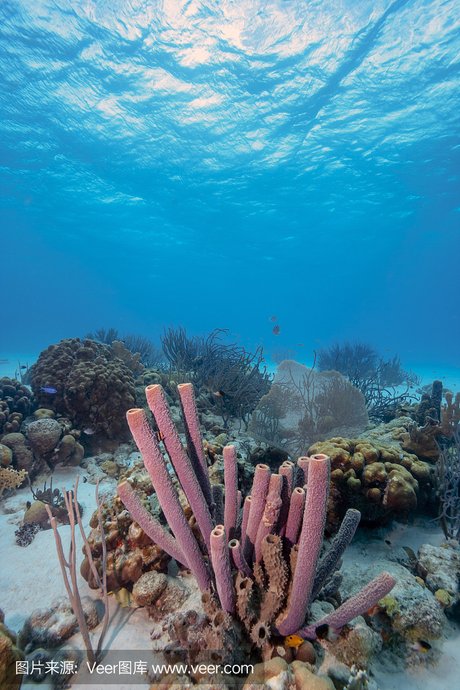 在底部 软珊瑚,海鸡头,礁石,堤礁 软珊瑚,海鸡头,甲米,泰国甲米 管状