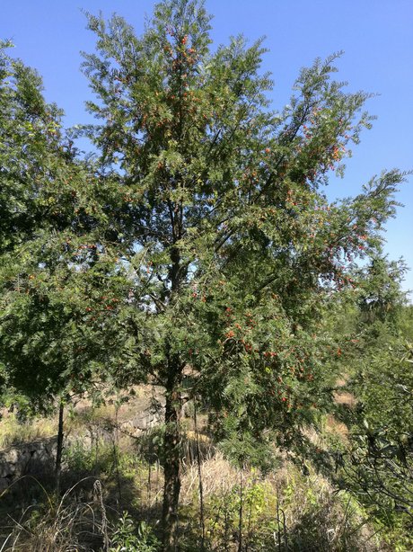 【南方红豆杉】冠幅3厘米米径8厘米高度4厘米红豆杉价格_图片_行情