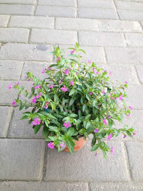 细叶雪茄花有毒吗能室内养吗 家养细叶雪茄花需要注意哪些方面