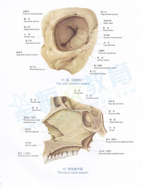 解剖图-眶(前面观),骨性鼻中隔