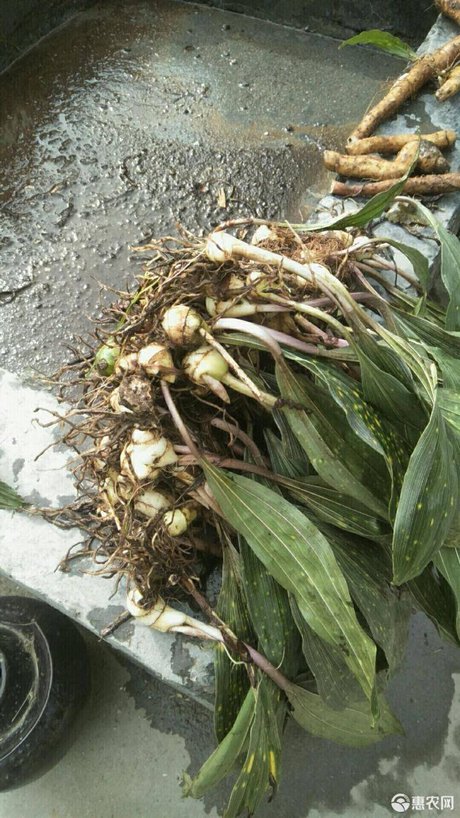 山慈菇
