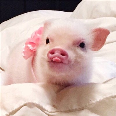 宠物猪头像可爱粉红色萌萌哒2018 当代大学生的周末时光