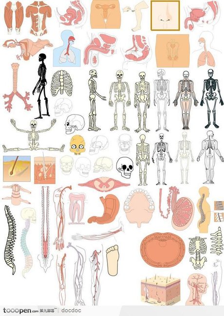 相关搜索 人的器官 肾器官分布图 人体器官腰部结构图 人体内部结构