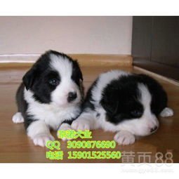边牧赛级犬图片 斗图表情包大全   与  边牧赛级