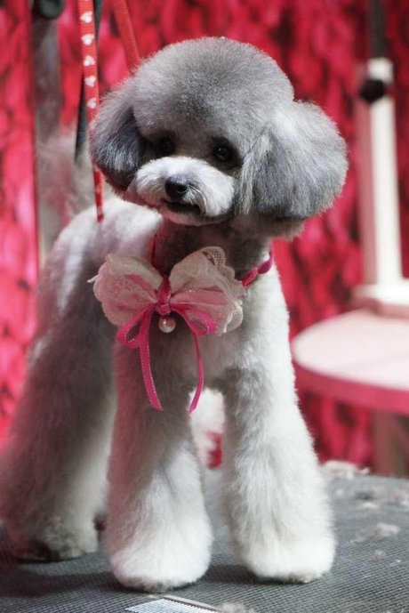 相关搜索 狗狗造型图片 泰迪玩偶 泰迪绵羊造型 比熊犬造型图片 痰舷