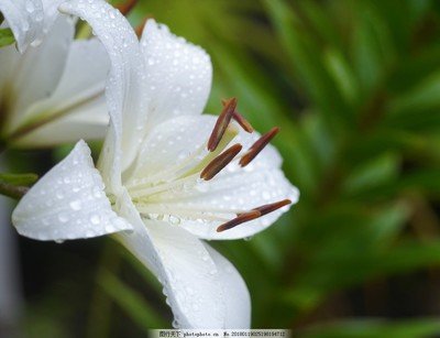 白百合花照片 360图片