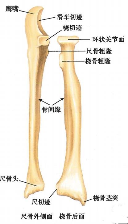 尺骨 360图片