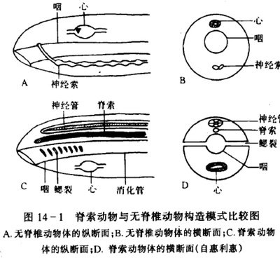 背神经管 360图片