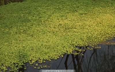 浮草 360图片