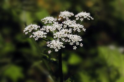 水芹花 360图片