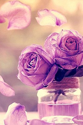 紫玫瑰桌面壁纸高清 360图片
