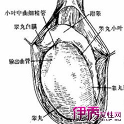 正常睾丸图片 360图片