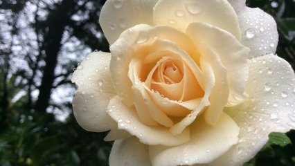 电脑壁纸高清全屏花 360图片