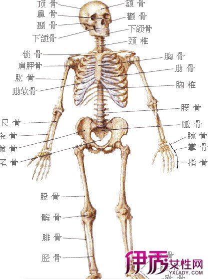 身体骨骼构造图 360图片