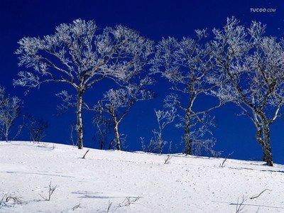 北海道雪景图 360图片