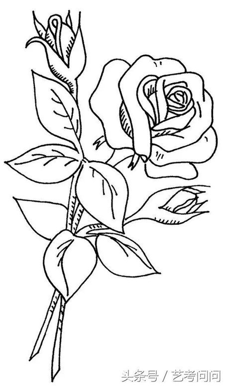 玫瑰线描画 360图片