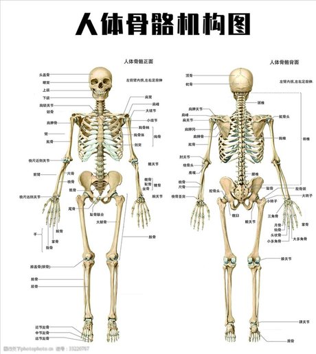 人手骨骼结构图 360图片