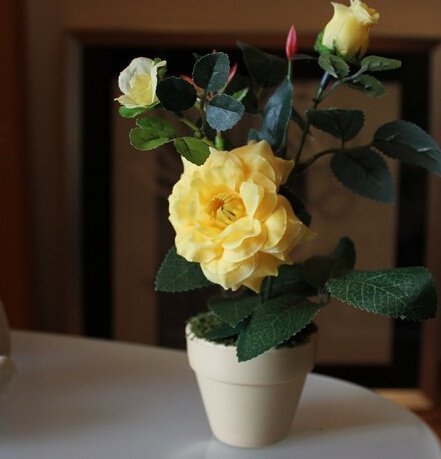 盆栽蹲号_360图片