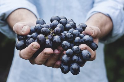 葡萄种植的标准化管理